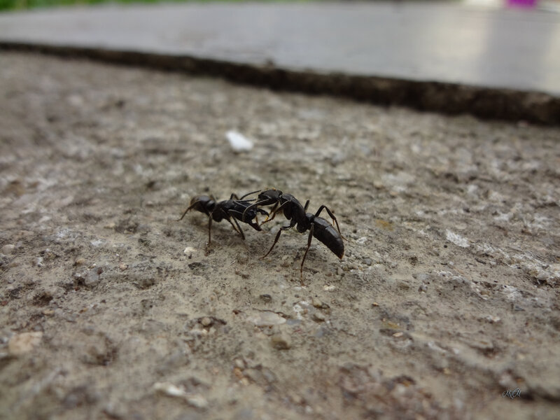 Two Ants Fighting