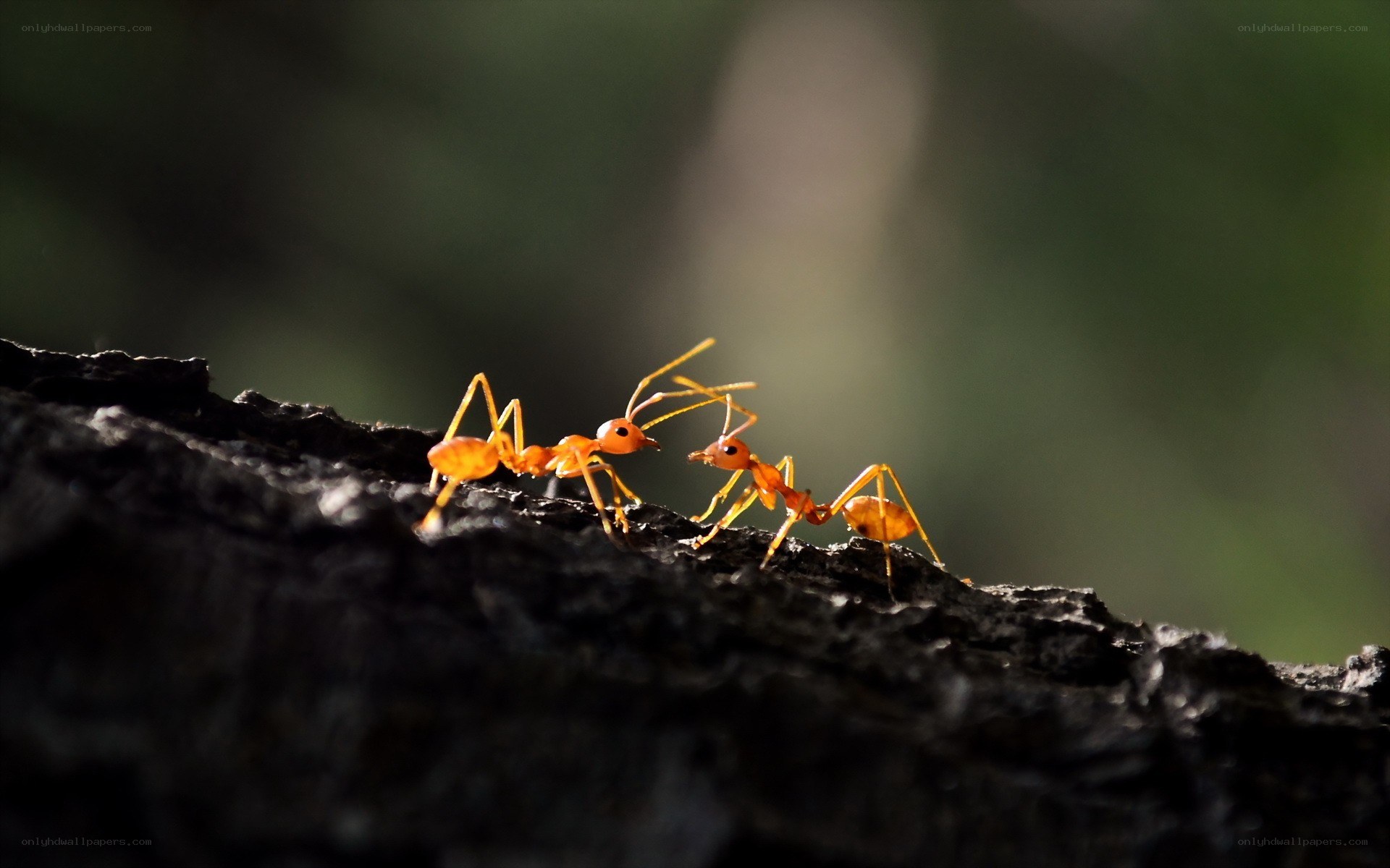 Two ants on a branch