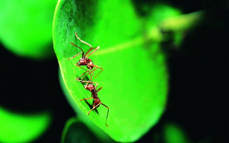 Two ants on a green leaf