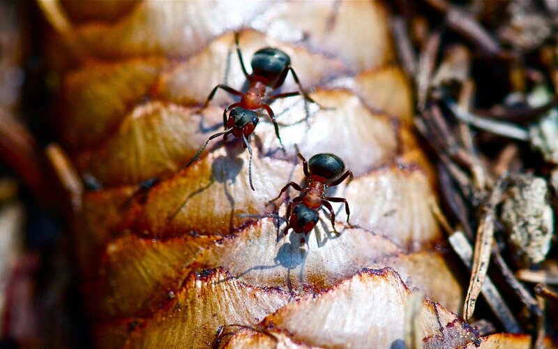 Two ants on a pinecone