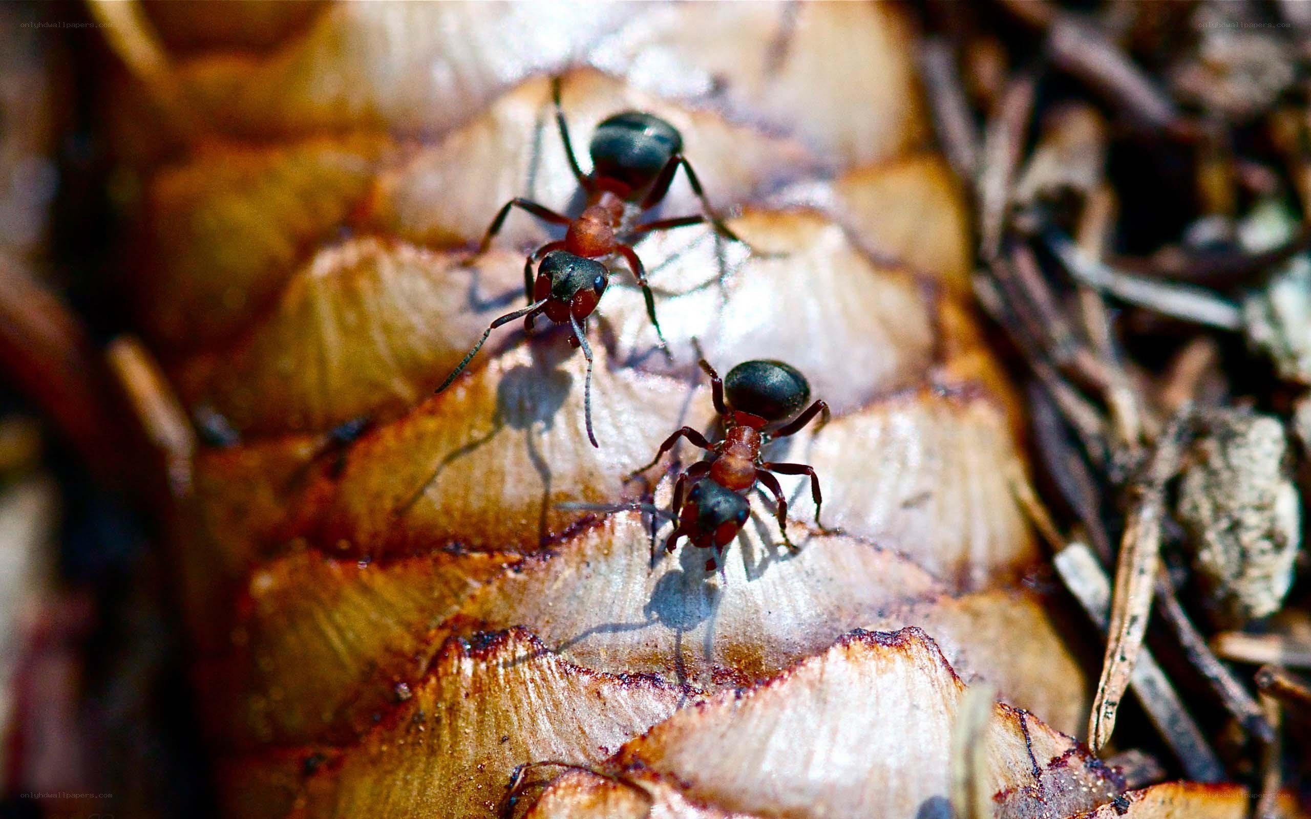 Two ants on a pinecone
