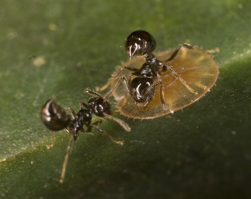 Two Ants on Leaf — Green