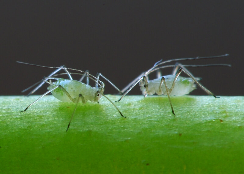 Two aphids on a leaf