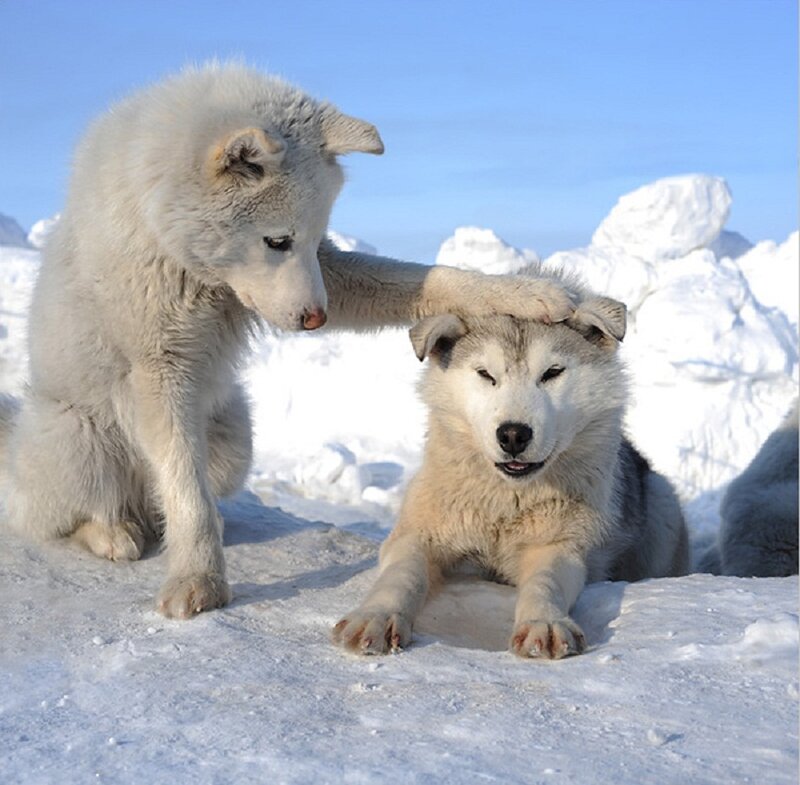 Two Arctic Dogs in Snow