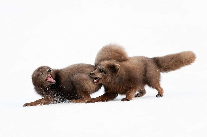 Two Arctic Foxes Fighting