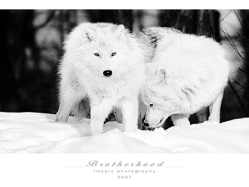 Two Arctic Foxes in Snow