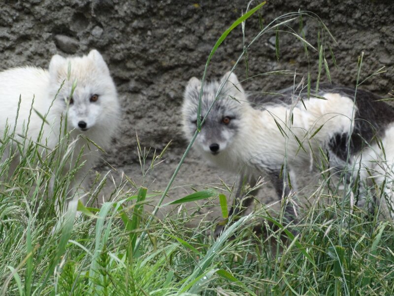 Two Arctic Foxes