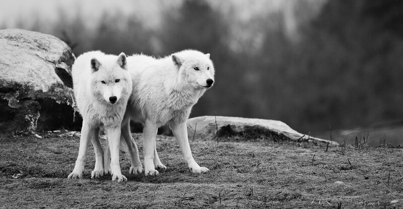 Two Arctic Wolves — Black