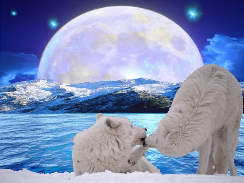 Two Arctic Wolves — Blue