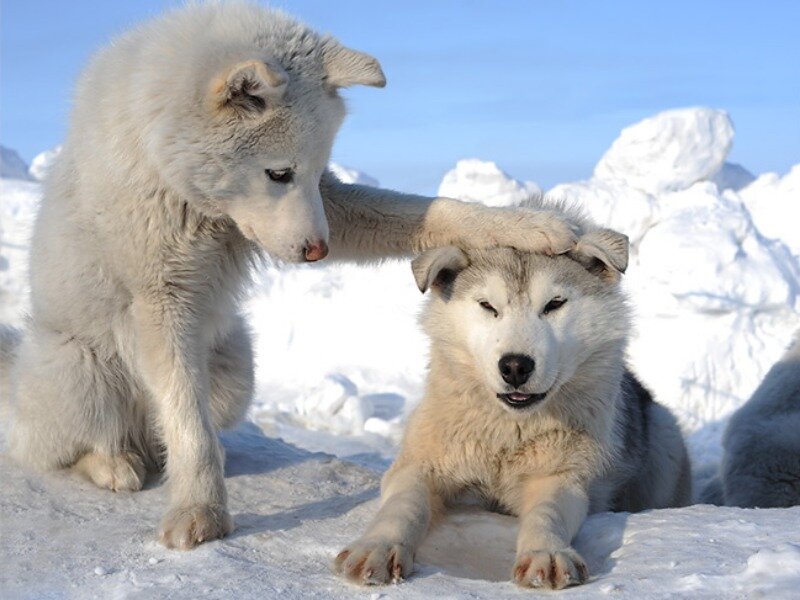 Two Arctic Wolves in Snow