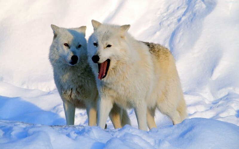Two Arctic Wolves in Snow — White
