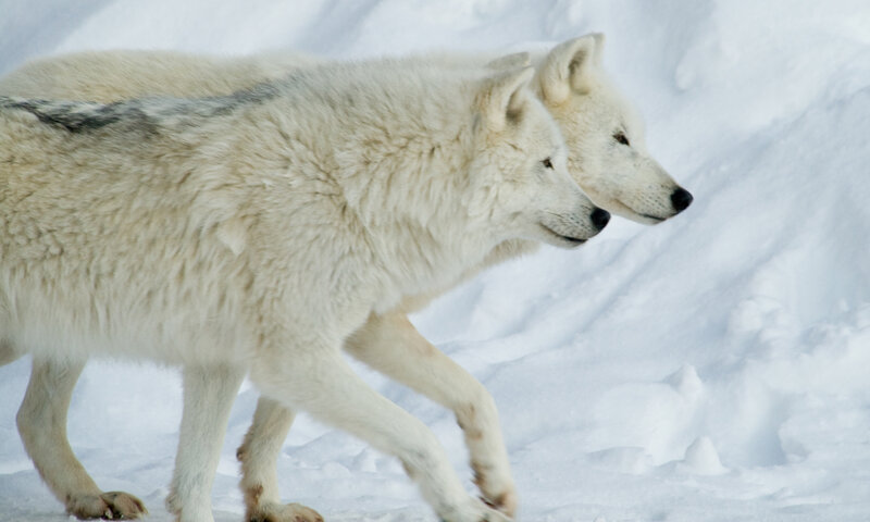 Two Arctic Wolves