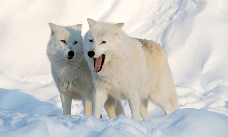 Two Arctic Wolves — White, Calm