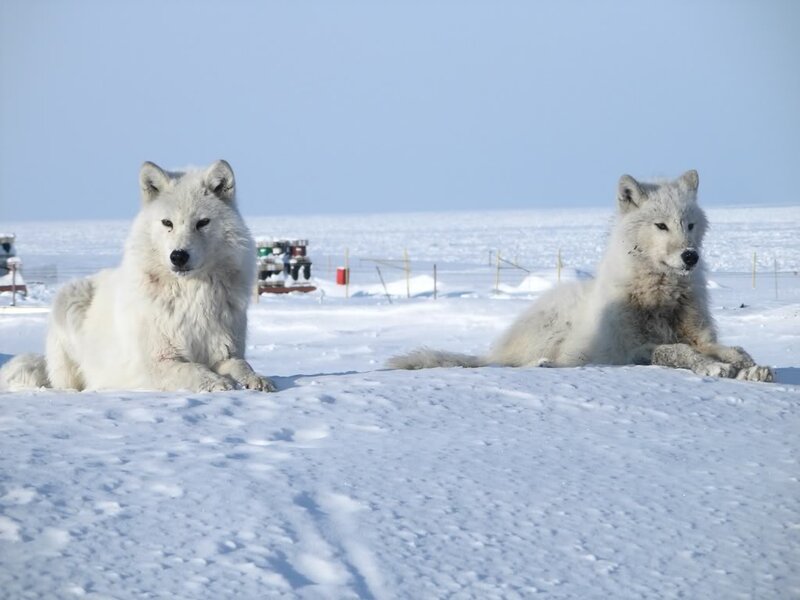 Two Arctic Wolves — White, Calm, Winter