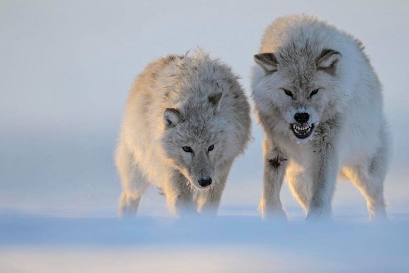 Two Arctic Wolves — White, Intense