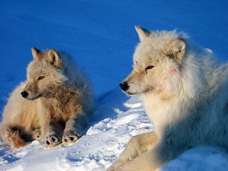 Two Arctic Wolves — White