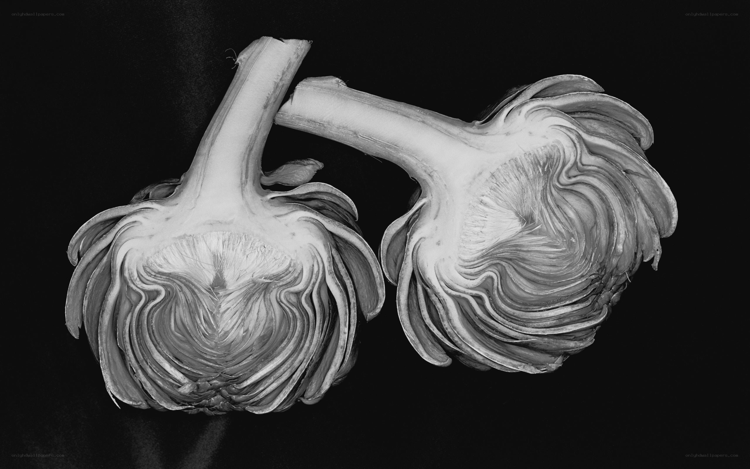 Two artichokes cut in half
