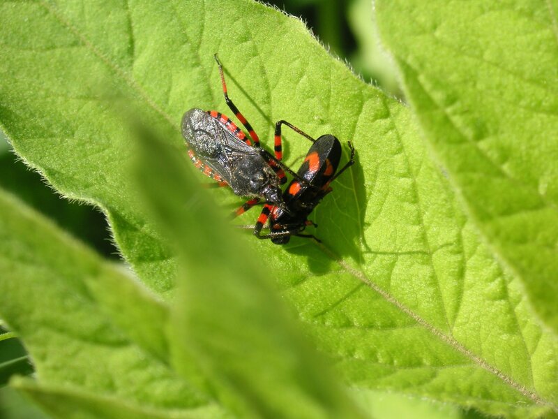Two Assassin Bugs Mating