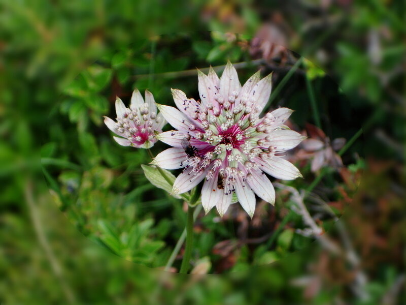 Two Astrantia Flowers