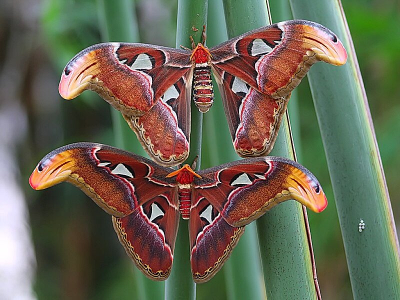 Two Atlas Moths