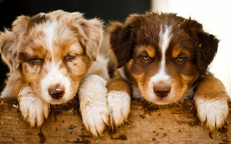 Two Australian Shepherd Puppies