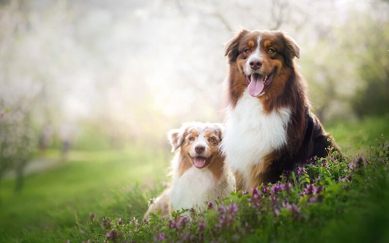 Two Australian Shepherds — Green, Serene