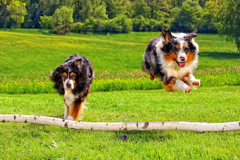 Two Australian Shepherds — Green