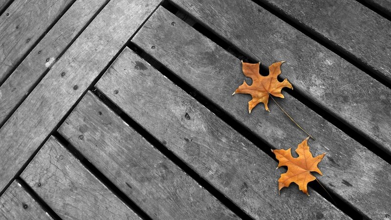 Two Autumn Leaves — Brown, Calm