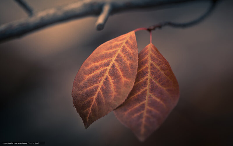 Two Autumn Leaves — Brown, Serene