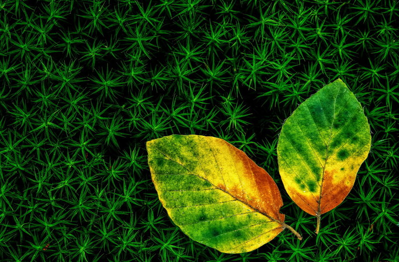 Two Autumn Leaves — Green