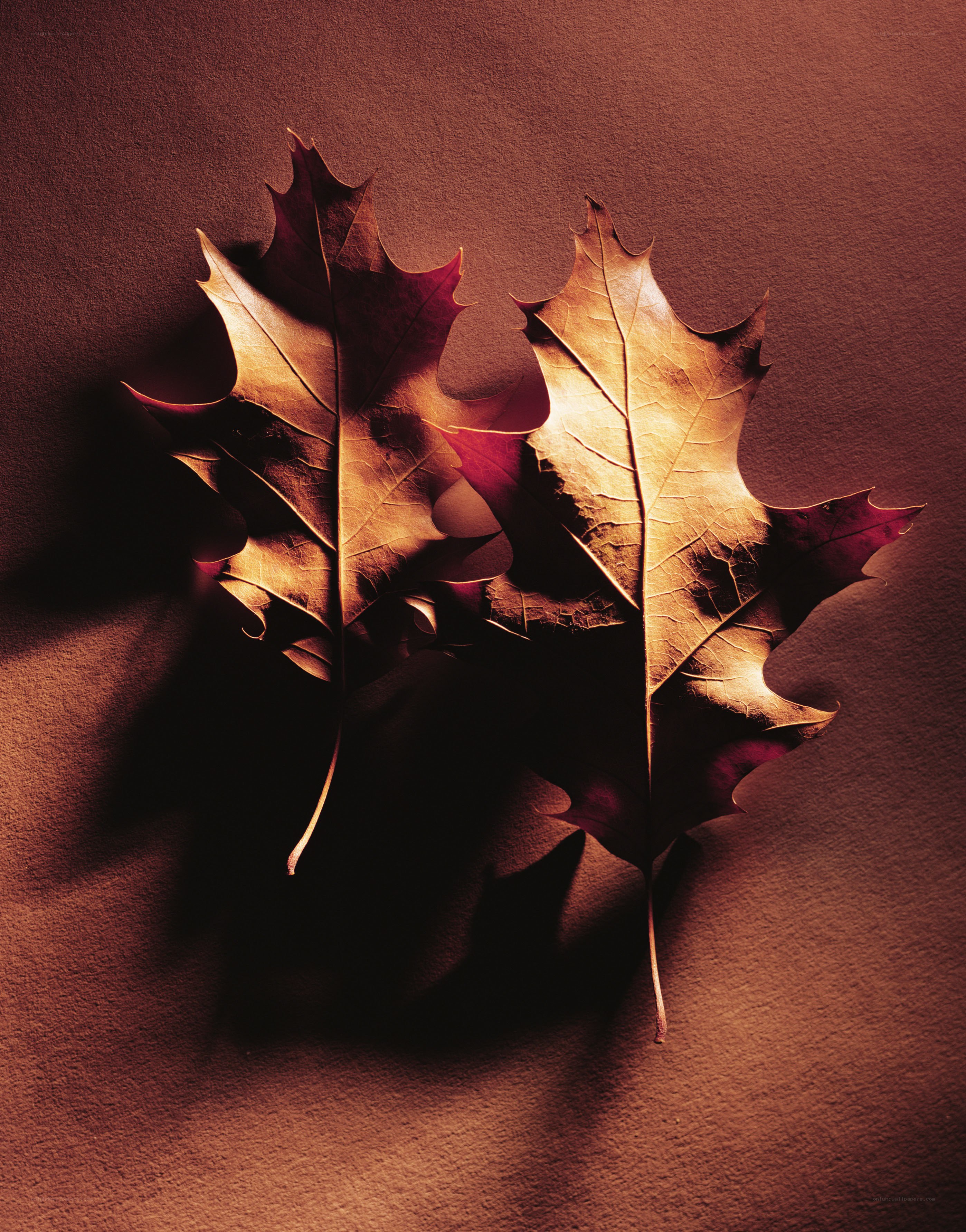 Two autumn leaves on brown background