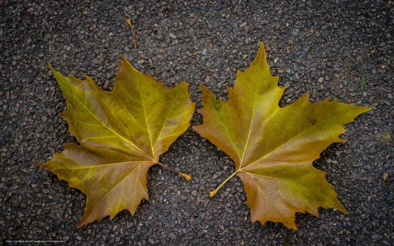 Two autumn leaves on pavement