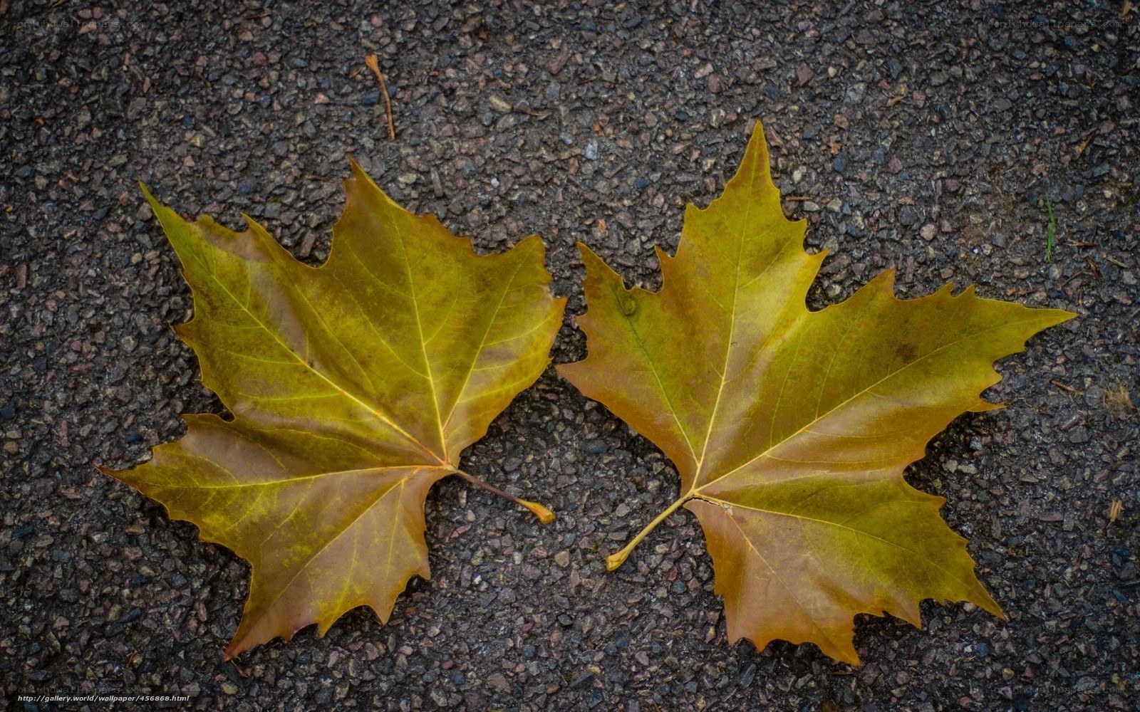 Two autumn leaves on pavement