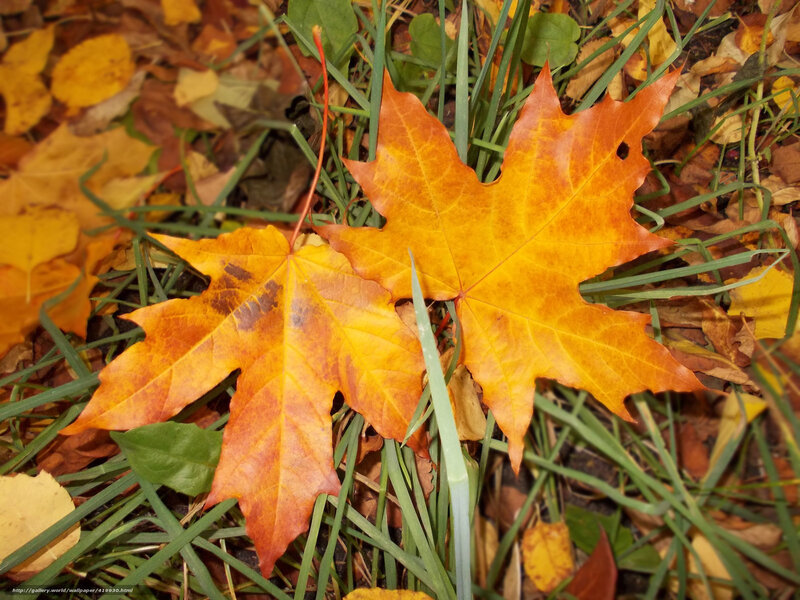 Two Autumn Leaves — Orange, Calm