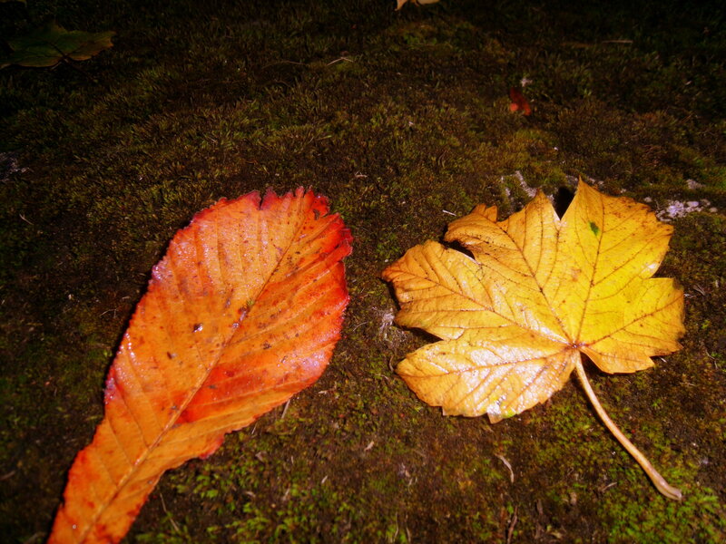 Two Autumn Leaves — Orange