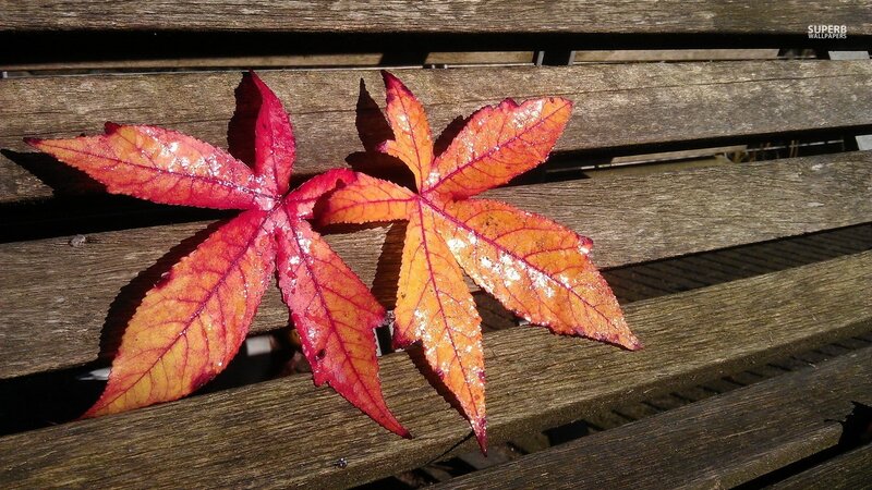 Two Autumn Leaves — Red