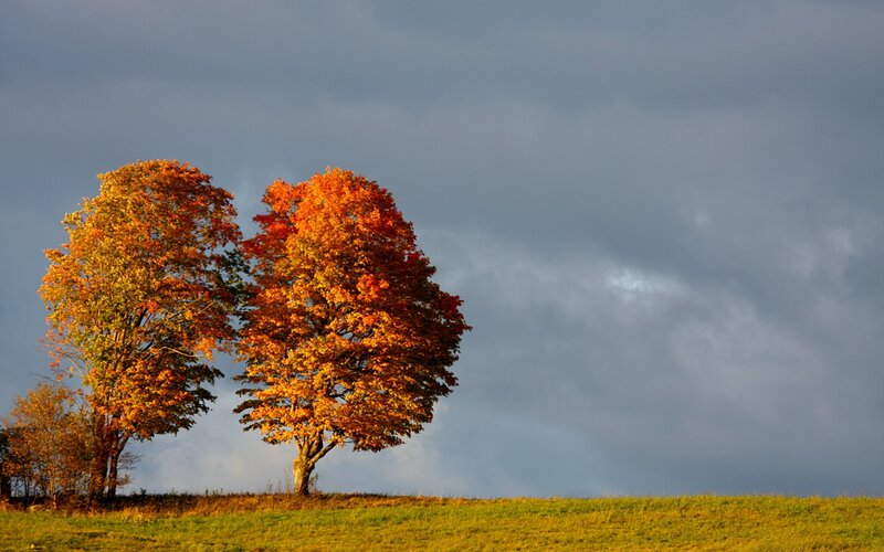 Two Autumn Trees