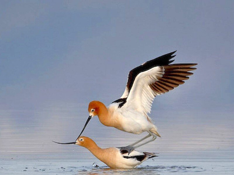Two Avocets in Flight