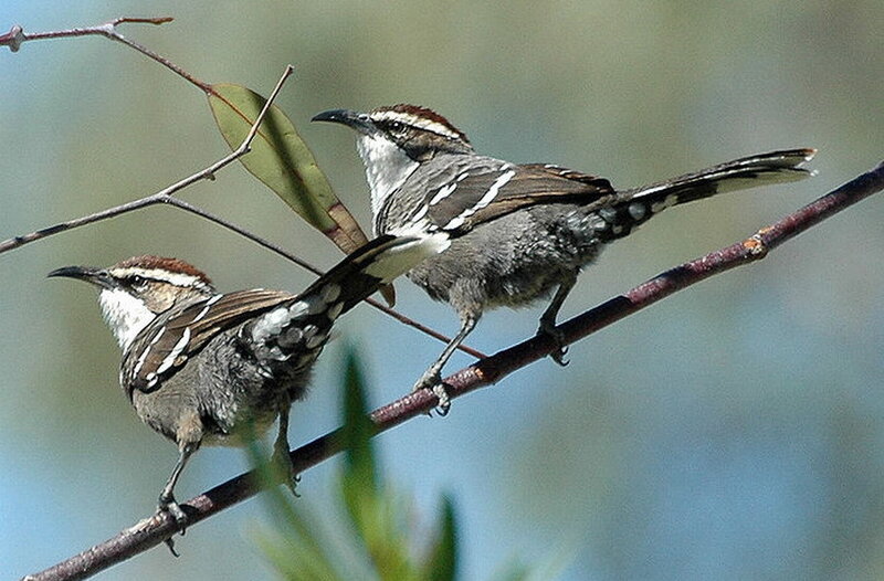 Two Babbler Birds