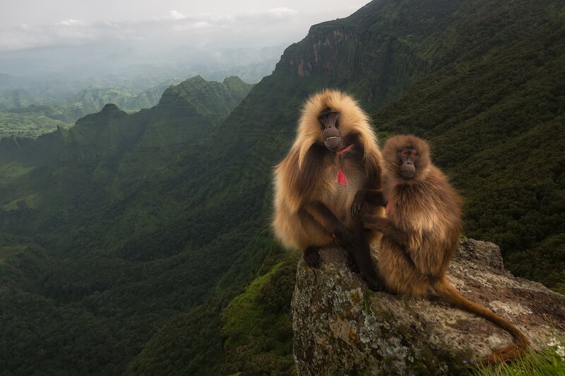Two Baboons on a Rock