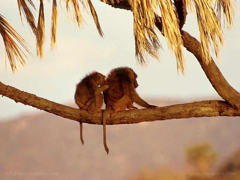 Two baboons on a tree branch