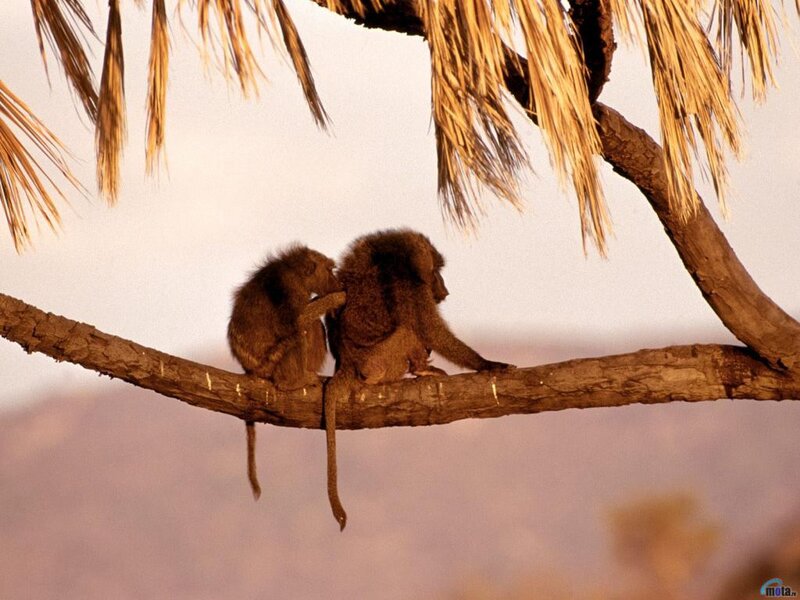 Two Baboons on Branch