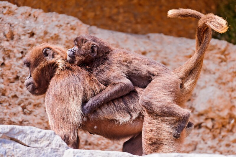 Two Baboons on Rocks