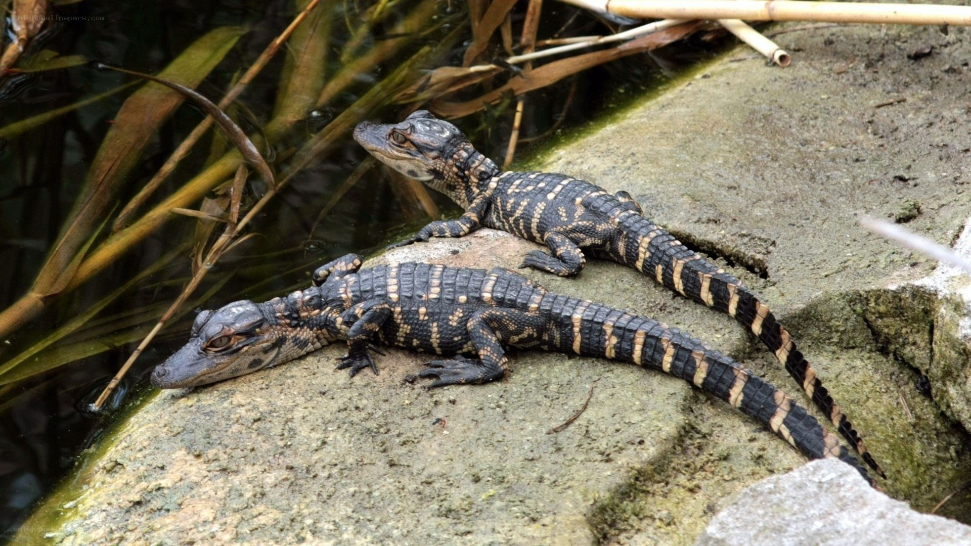 Two baby alligators on a rock