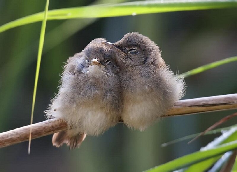 Two Baby Birds — Brown