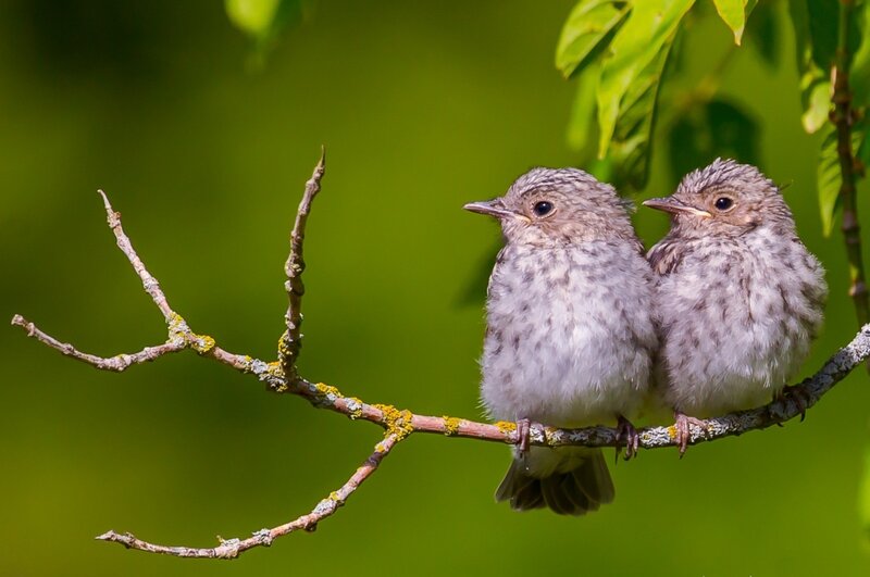 Two Baby Birds — Green