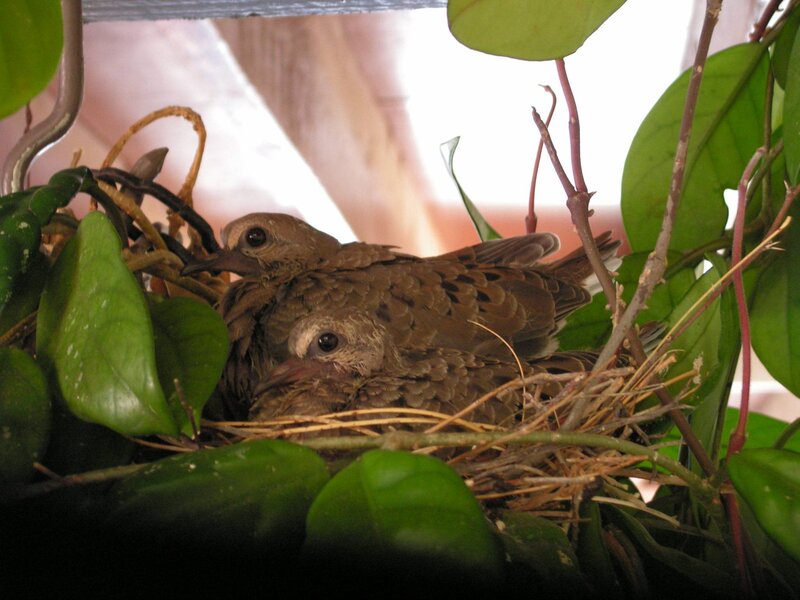Two baby birds in a nest