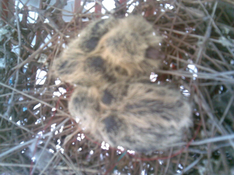 two baby birds in a nest