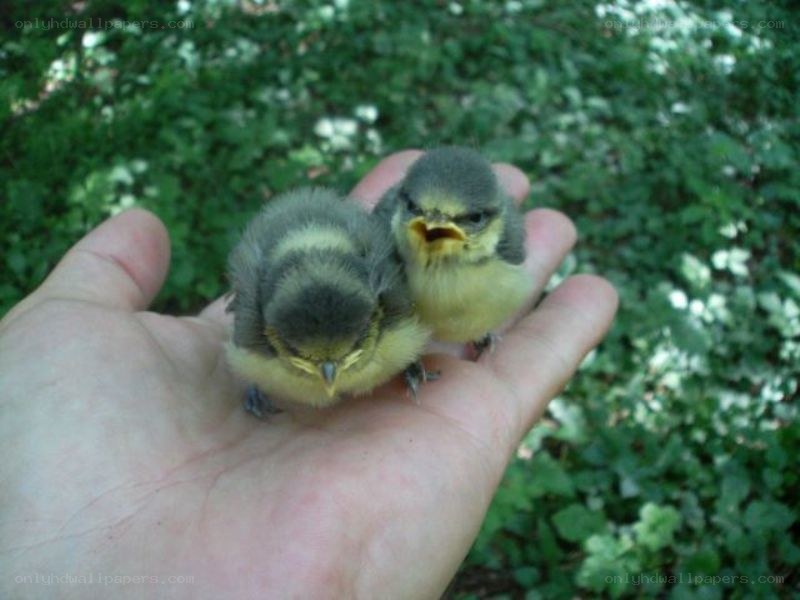 two baby birds in hand