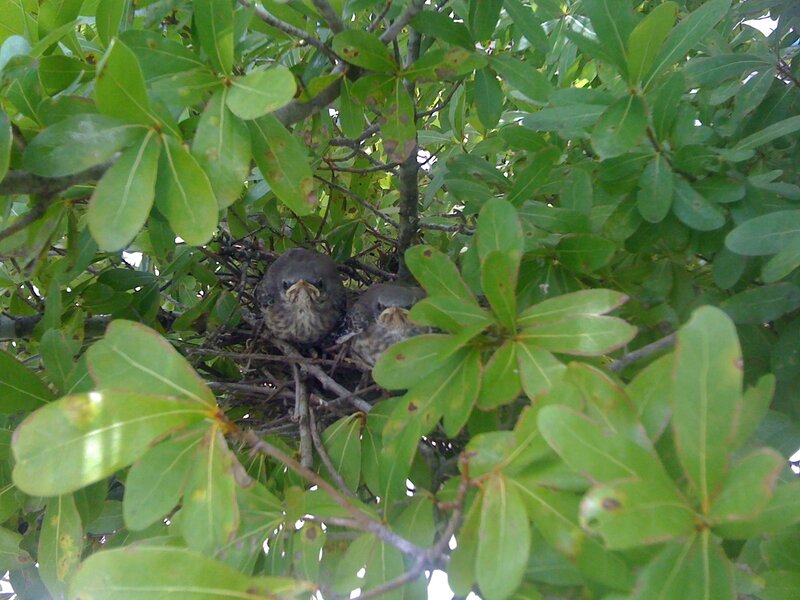 Two Baby Birds in Nest